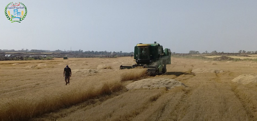 بدء حصاد 300 دونم من حبوب القمح غربي درعا