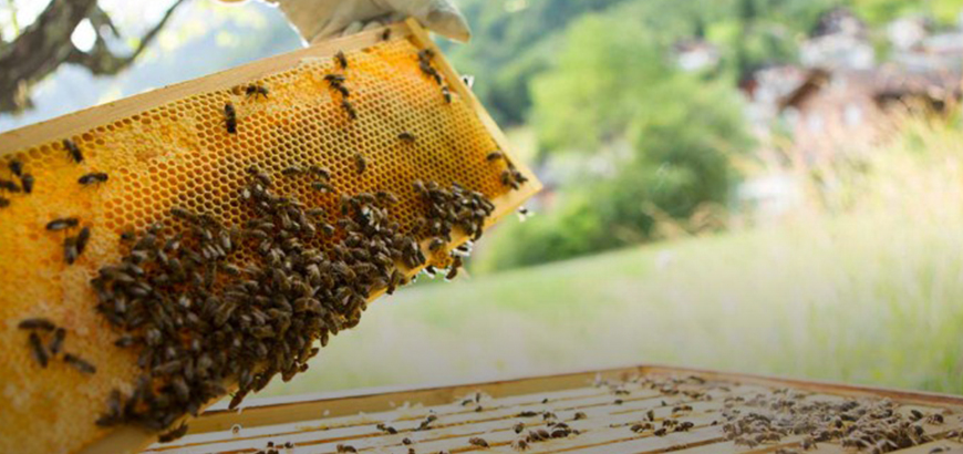 تحسّن إنتاج العسل في مناطق حلب المحررة