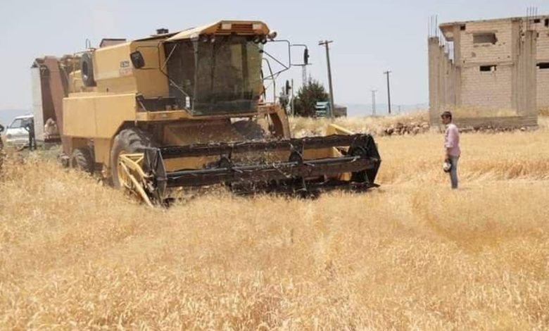 سعر شراء القمح هذا العام أقل من سعر العام الماضي بـ 12 سنتاً أمريكياً